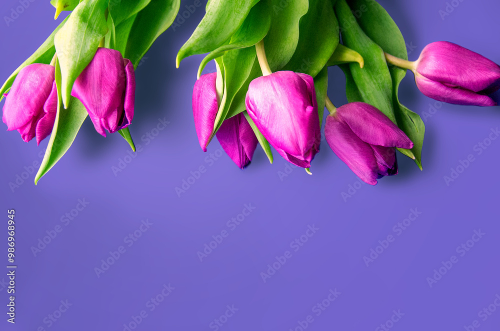 Obraz premium Tongue fresh tulips usually considered as innocence flowers and are an extremely pleasant surprise when we give them just without a chance. On wooden background. Tulips on old boards, spring concept. 