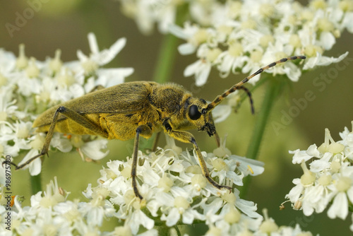 Closeup on a hairy , large yellow European longhorn beetle, Lepturobosca virens photo