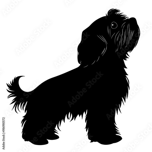 silhouette of a havanese