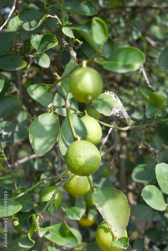 fresh lemon on plant closeup, Close-up Lemon fruit hanging on tree, photo of fresh lemons plants, Bunch of fresh ripe lemons on a lemon tree branch, Ripe fresh lemon hangs on tree branch in sunshine. fresh lemon on plant closeup, Close-up Lemon fruit hanging on tree, photo of fresh lemons plants, Bunch of fresh ripe lemons on a lemon tree branch, Ripe fresh lemon hangs on tree branch in sunshine.