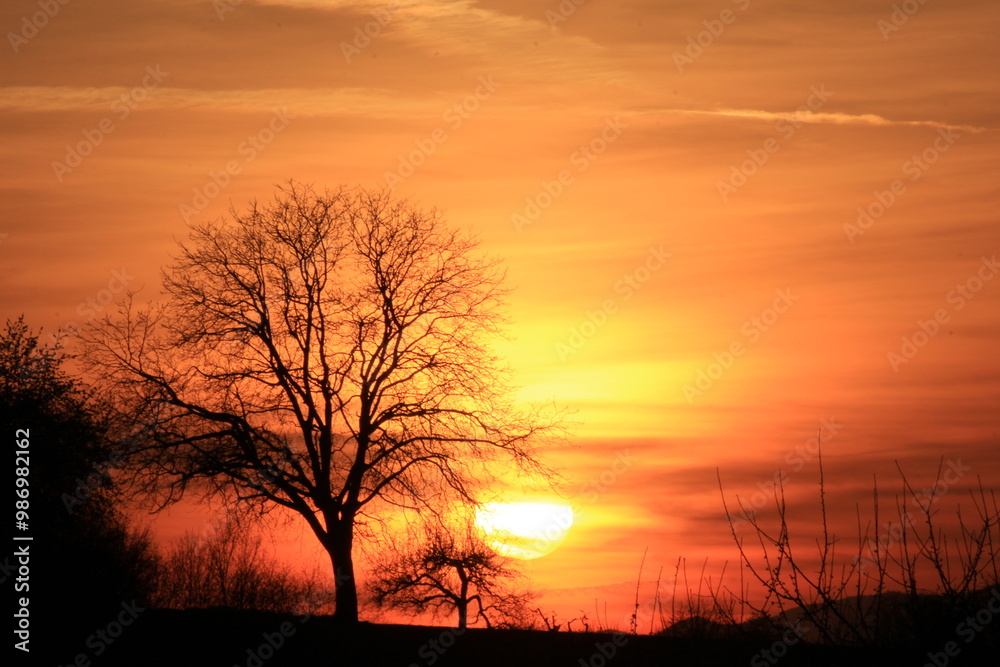 Beautiful sunset with a naked tree as a silhouette | Warm yellow and orange colors with a nice black contrast Beautiful sunset with a naked tree as a silhouette | Warm yellow and orange colors with a nice black contrast