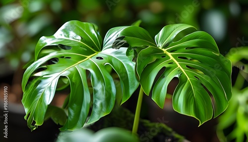 Closeup of lush Monstera philodendron leaves showcasing vibrant greens in a tropical garden setting photo