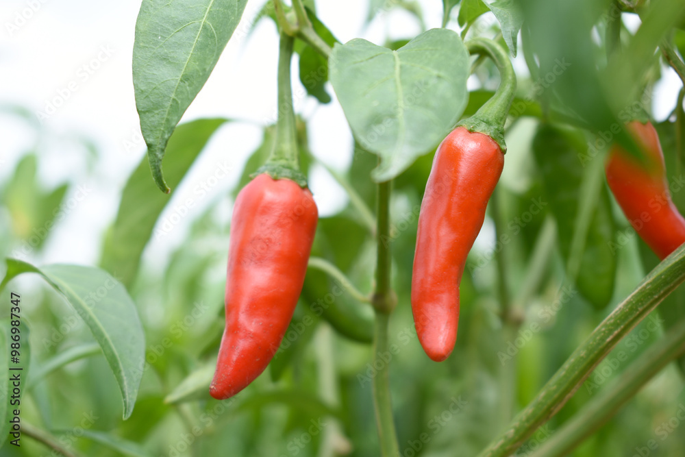 fresh red chili vegetable on plant closeup, chili plants in organic farming, Chilies closeup in field, red chili plant in a farmer's field, Ripe red chili on a plant in Chakwal, Punjab, Pakistan fresh red chili vegetable on plant closeup, chili plants in organic farming, Chilies closeup in field, red chili plant in a farmer's field, Ripe red chili on a plant in Chakwal, Punjab, Pakistan