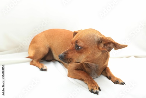 A small, brown dog with large ears lies on a white sheet photo