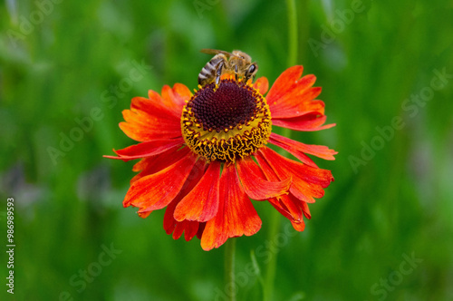 A bee sitting Helenium Moerheim Beauty sneezeweed in flower during the summer months. Wetern Honey Bee Apis mellifera on helenium flower. High quality photo