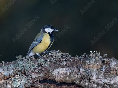 Great tit (Parus major). photo