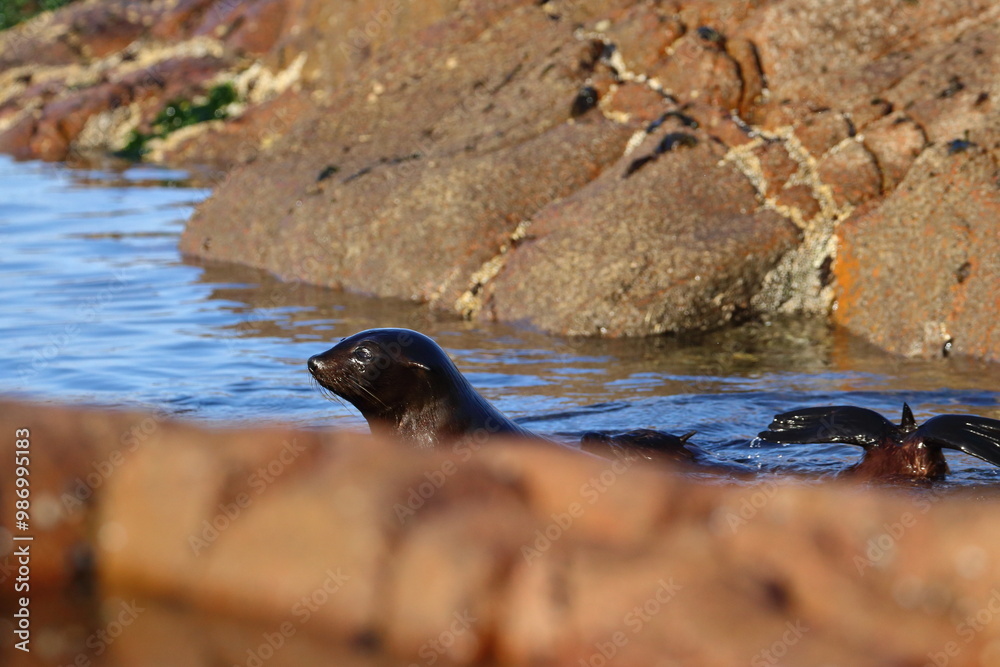 Obraz premium new-zealand fur seal