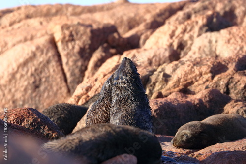 new-zealand fur seal