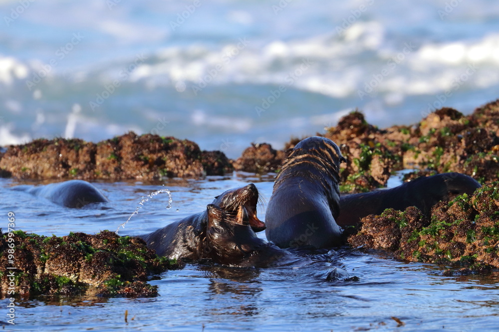 Fototapeta premium new-zealand fur seal
