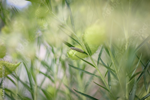 Close up image of Monarch caterpillar crawling on leaves of Swan Tree in the garden photo