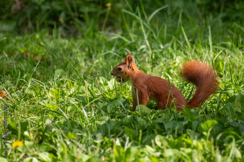 A small brown squirrel is standing in a grassy field A small brown squirrel is standing in a grassy field
