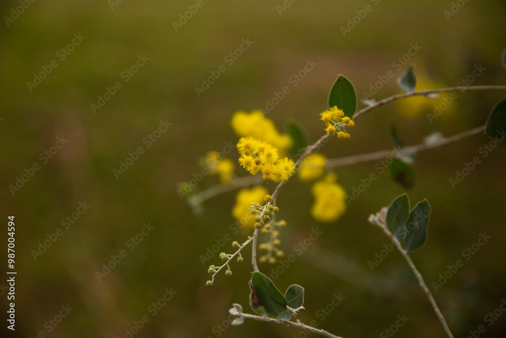 wattle flowers in focus with more blurry in the background wattle flowers in focus with more blurry in the background
