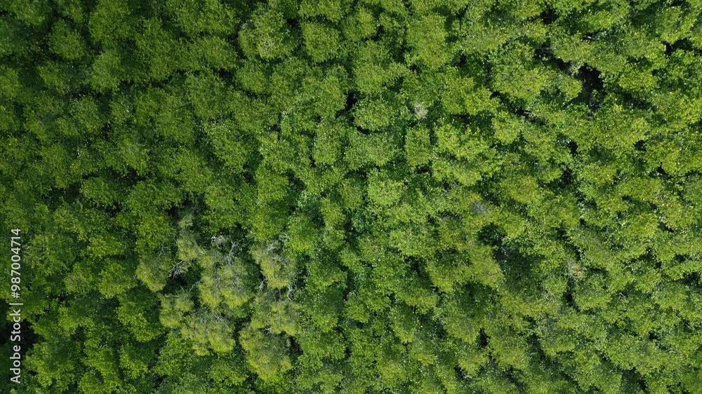 Amazing Nature Mangrove Green Forest in Asia. Aerial View of Tropical Forest. High Angle Above Trees Rainforest Ecosystem and Healthy Environment Background. Top Down Planet Green Trees Forest 4k Amazing Nature Mangrove Green Forest in Asia. Aerial View of Tropical Forest. High Angle Above Trees Rainforest Ecosystem and Healthy Environment Background. Top Down Planet Green Trees Forest 4k