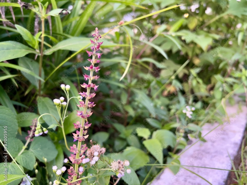 Single photo of Teucrium canadense also known as american germander, fully bloom in the garden Single photo of Teucrium canadense also known as american germander, fully bloom in the garden