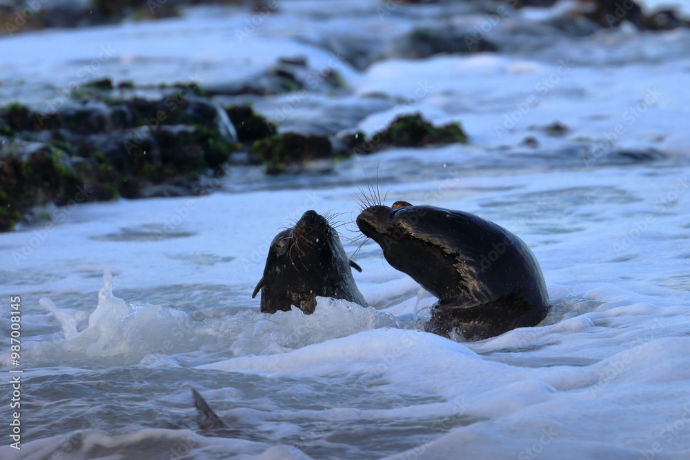 Fototapeta premium fur seal pup
