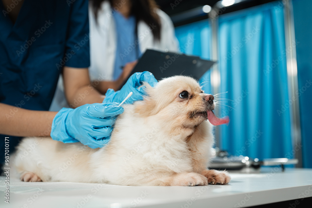 Cropped portrait of mature veterinarian examining ears and hearing of dog at vet clinic Cropped portrait of mature veterinarian examining ears and hearing of dog at vet clinic