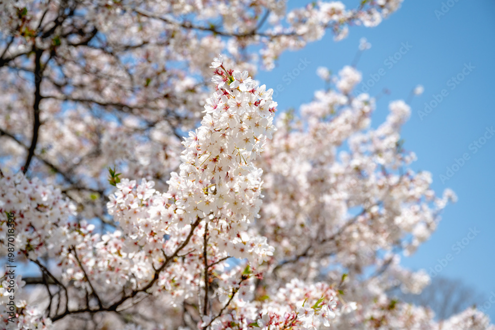 Cherry blossoms season background is blue sky Cherry blossoms season background is blue sky