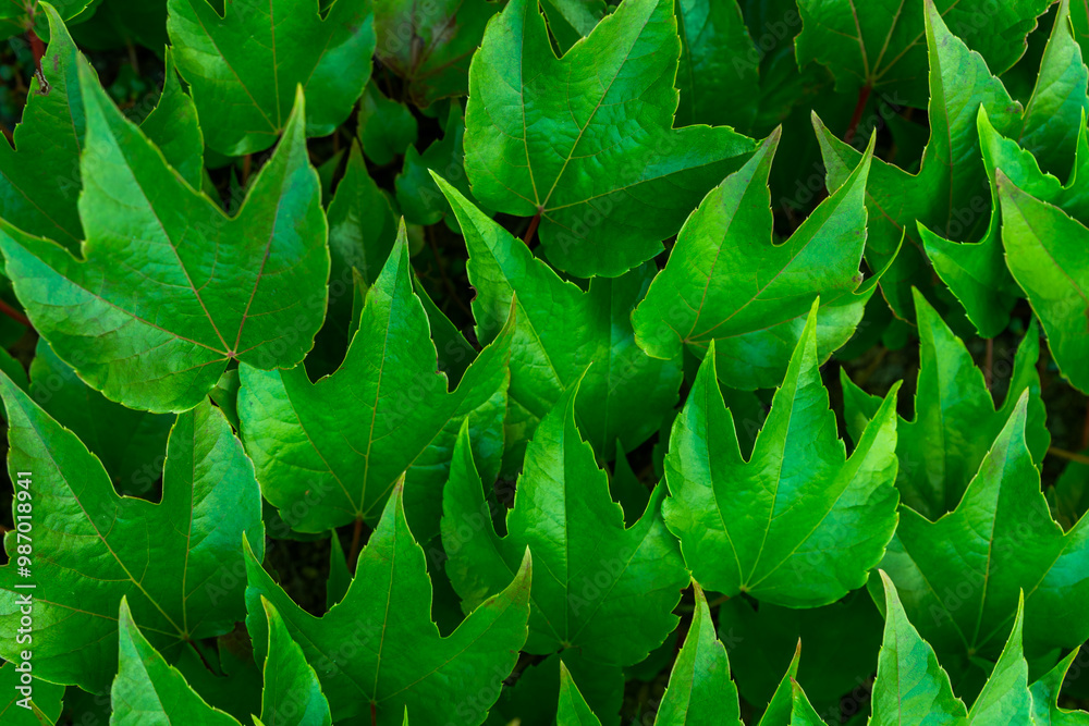 Fototapeta premium green leaves background