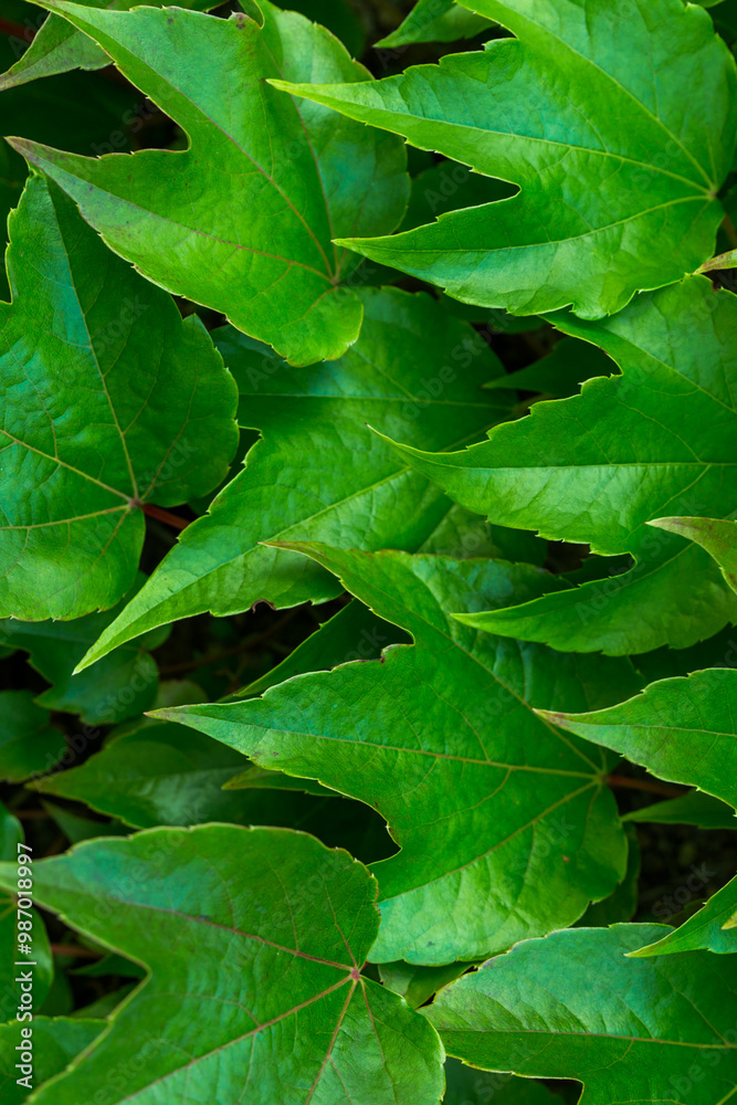 green leaves background green leaves background