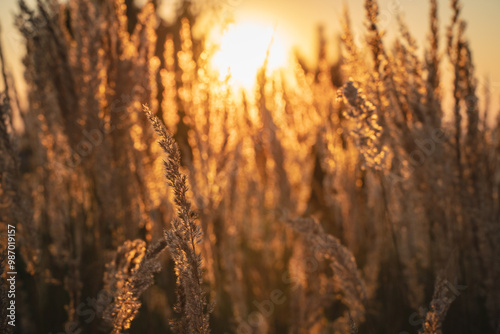 sunset in the field