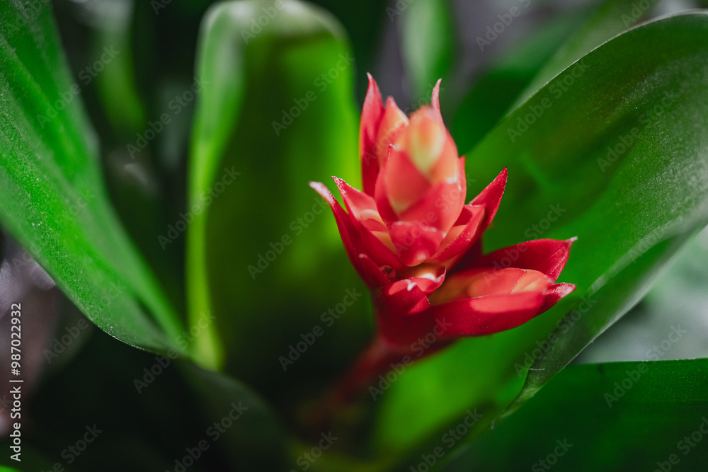 red tulip flower
