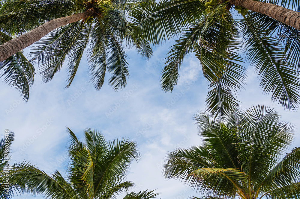 Green leaves of coconut palms against a blue sky in summer in the tropics Green leaves of coconut palms against a blue sky in summer in the tropics