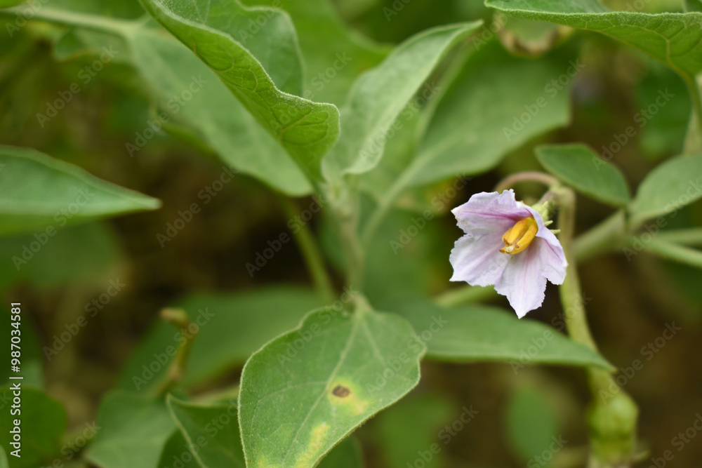 brinjal flower bloom on plant, A close up of purple Brinjal flowers in the garden with green leaves closeup, Beautiful brinjal flower.Purple color flower. Eggplant flower close up with leaves brinjal flower bloom on plant, A close up of purple Brinjal flowers in the garden with green leaves closeup, Beautiful brinjal flower.Purple color flower. Eggplant flower close up with leaves