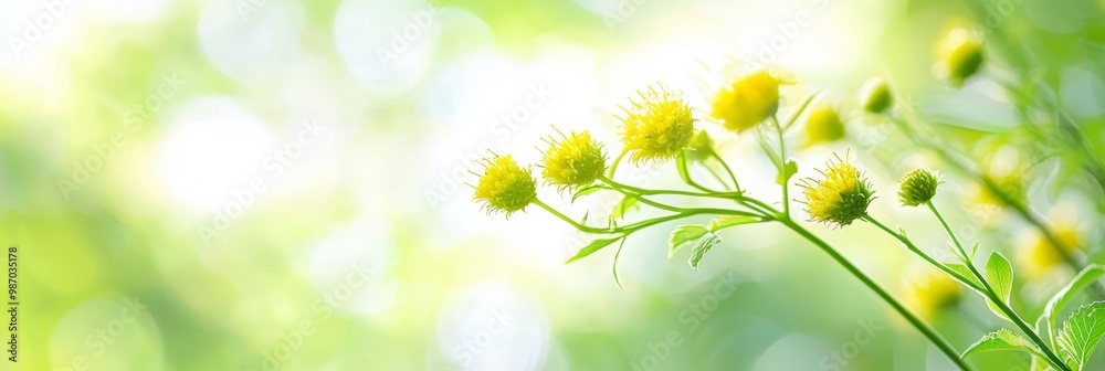 A tight shot of a plant displaying yellow blooms in the foreground, while the background gently fades into blur A tight shot of a plant displaying yellow blooms in the foreground, while the background gently fades into blur