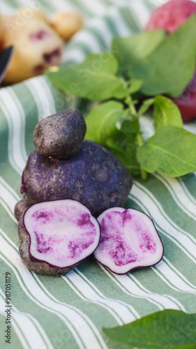 organic potatoes close up on striped tablecloth selective focus