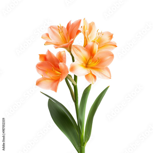 Orange Clivia Flowers Isolated photo