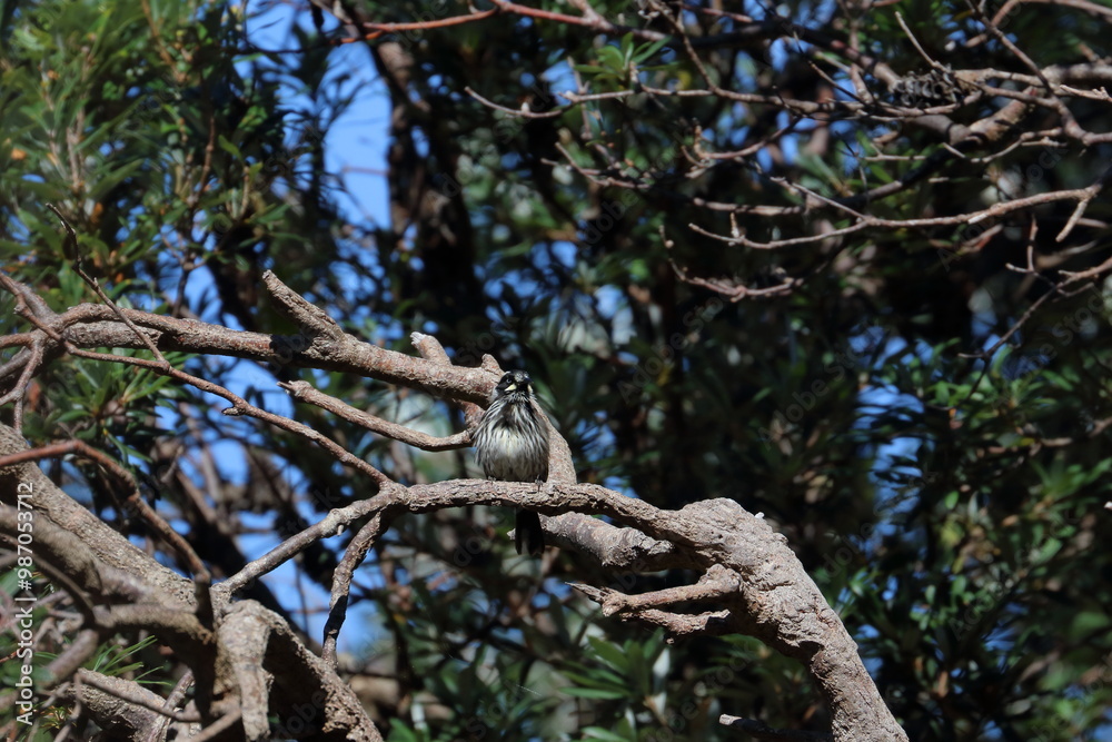 Fototapeta premium honeyeater