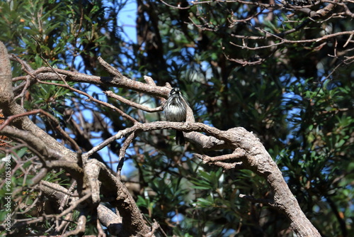 honeyeater photo