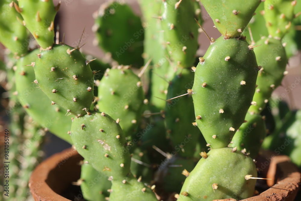 Opuntia pusilla Georgia opuncja Opuntia pusilla Georgia opuncja