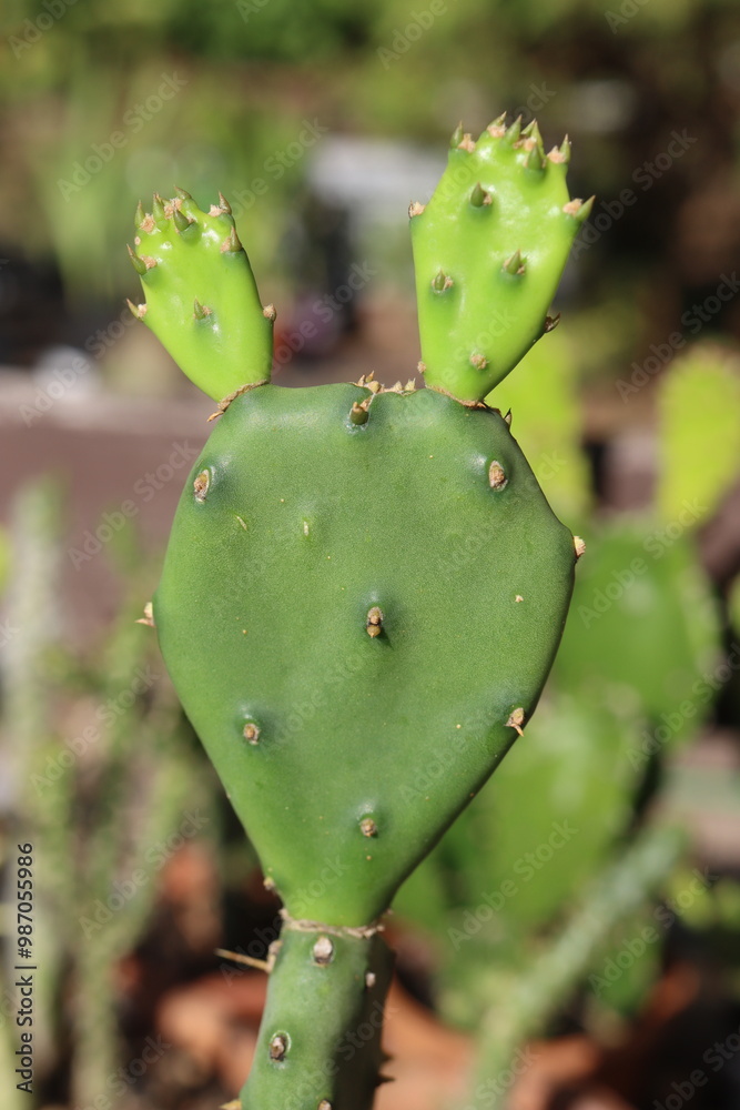 Opuntia pusilla Georgia opuncja Opuntia pusilla Georgia opuncja