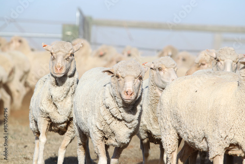 Close up of mob of sheep in livestock yards on farm in bright sunlight photo