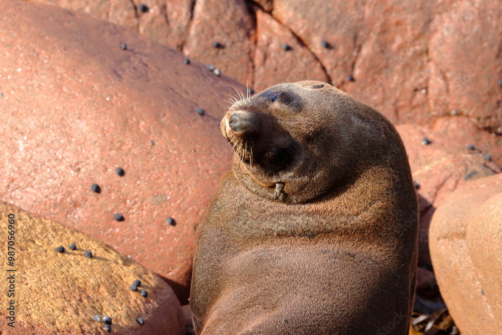 Obraz premium fur seal