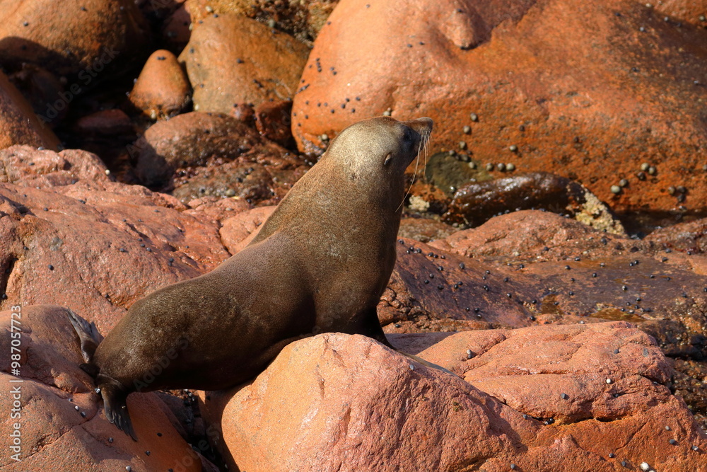 Fototapeta premium fur seal