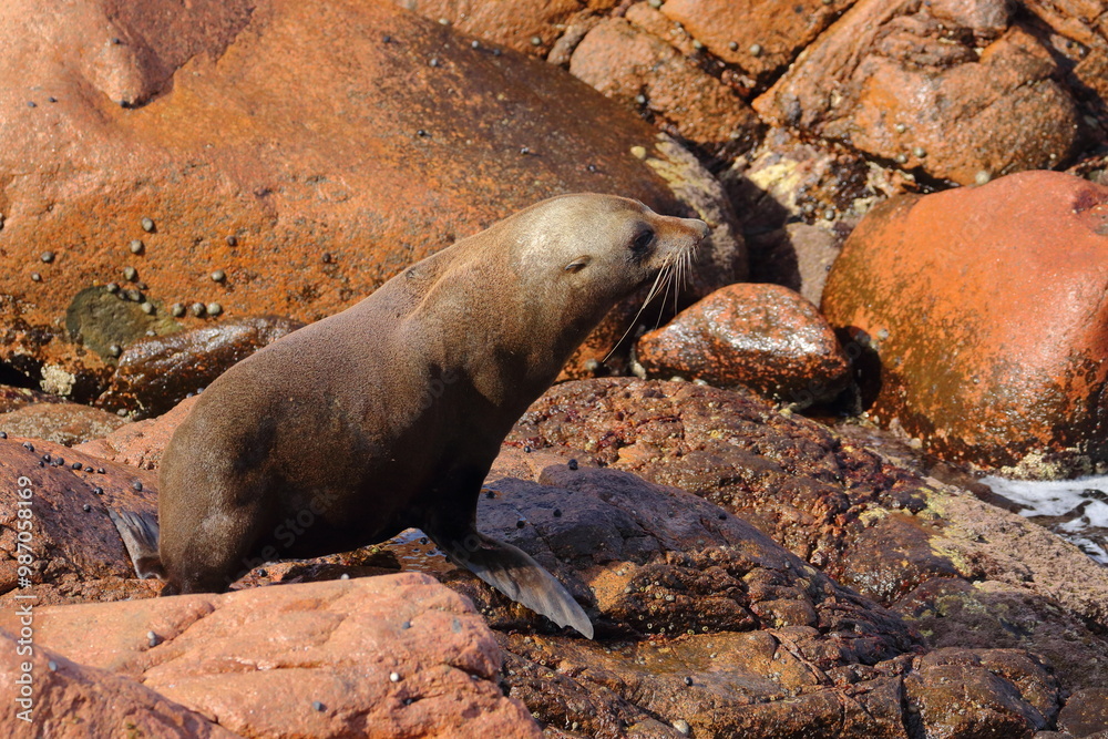Fototapeta premium fur seal