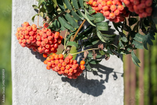 Sorbus aucuparia, rowan berries closeup selective focus