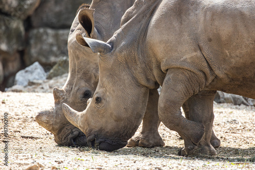 portrait d'un jeune rhinocéros, en gros plan