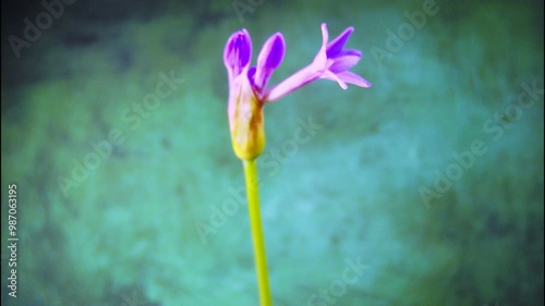 Verbena flowering time-lapse photography