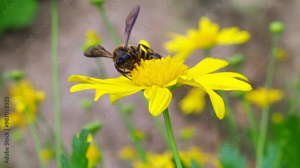 Honey bee pollinate yellow flowers Honey bee pollinate yellow flowers