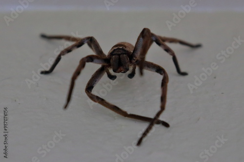 huntsman spider