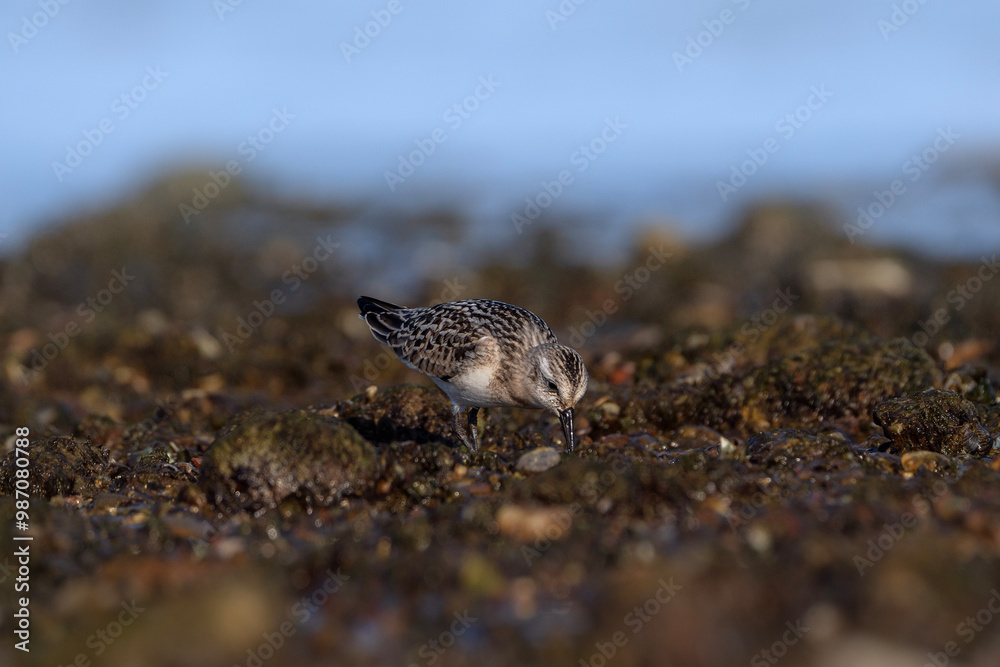 Sanderling foraging on the shore, wading bird at the water, Calidris alba Sanderling foraging on the shore, wading bird at the water, Calidris alba