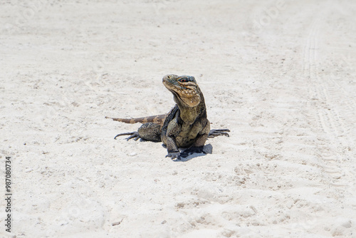 Cuban rock iguana on the sand, Cyclura nubila in Cuba, Cayo Blanco island photo