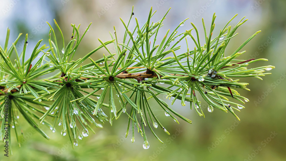 Image of fresh green larch branch with raindrops on blurred background Image of fresh green larch branch with raindrops on blurred background