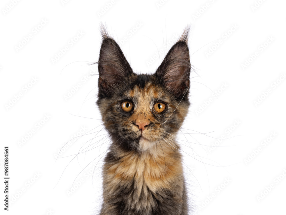 Obraz premium Head shot of impressive tortie Maine Coon cat kitten, sitting up facing front showing detailed whirkers and ear tufts. Looking towards camera with fantastic head and eyes. Isolated on a white backgrou