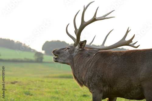 Rotwild auf der Wiese in der Abendsonne photo