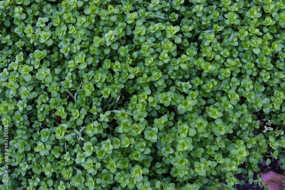 closeup view of small green leaves, sprout carpet wallpaper concept, nature background closeup view of small green leaves, sprout carpet wallpaper concept, nature background