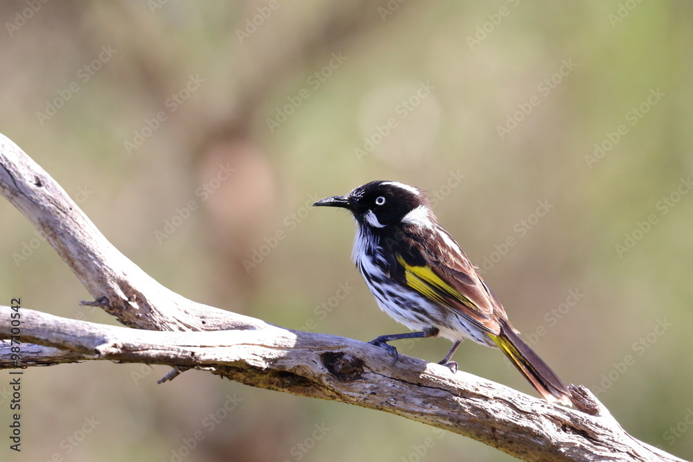 Fototapeta premium new holland honeyeater